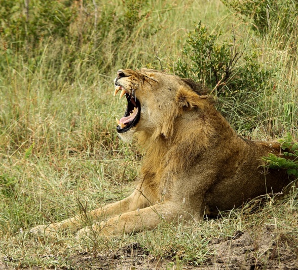 A07Dieter Lategan Unknown Lion 300123 01 Final