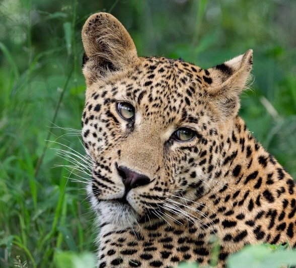 A01ronald Mutero   Ntsumi Cub   07032023 3