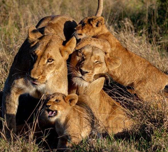 Cubs from the Southern Pride jump and play on other members of the pride.