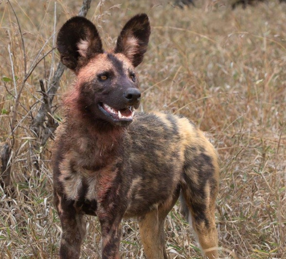Lean, long-legged, and light-footed; Wild Dogs are built for endurance chases that depend on persistence, speed and stamina.