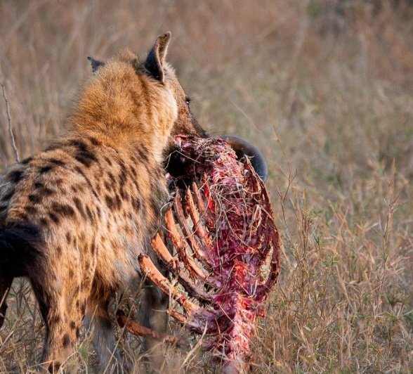 Hyenas Steal From Lions Ronald Mutero Hyenas Steal From Lions Ronald Mutero