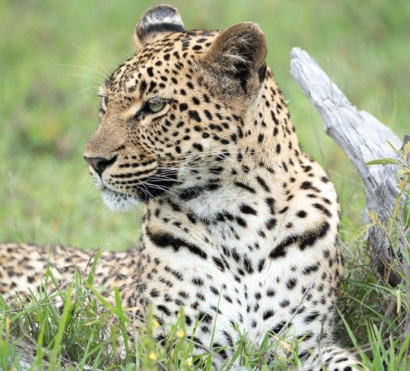 The breathtakingly beautiful, charismatic, powerful, and mysterious Golonyi female leopard.