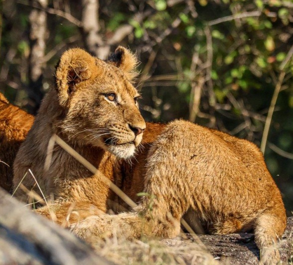 They slowly continued moving deeper into a thicket They slowly continued moving deeper into a thicket