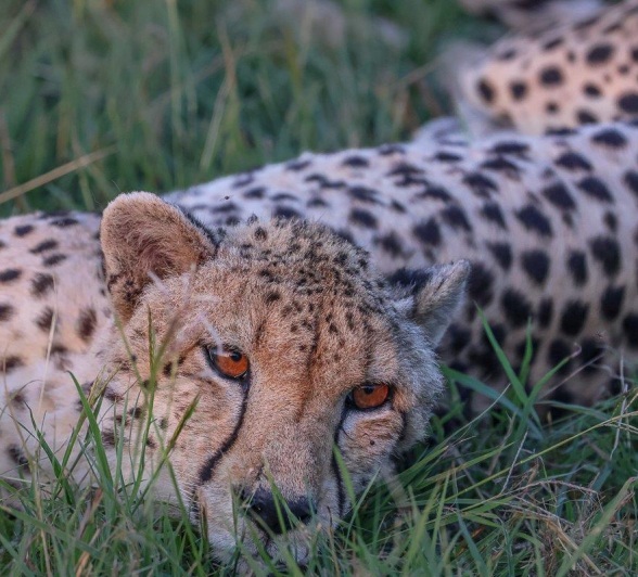 A cheeath reclines in the grass. 