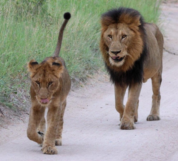 Sabi Sabi Jan Nel Msuthlu Male With Cub