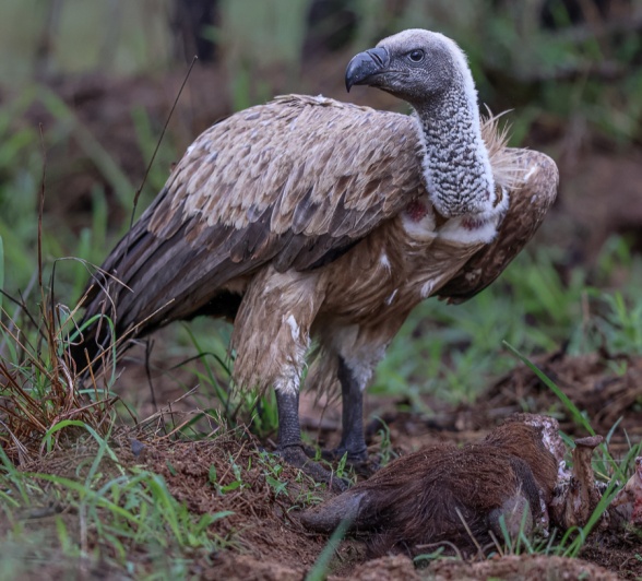 A vulture looks around, watching for predators and other vultures. A vulture looks around, watching for predators and other vultures.