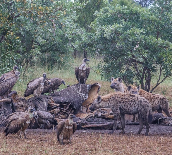 Hyenas and vultures - the clean-up crew of the wild. Hyenas and vultures - the clean-up crew of the wild.