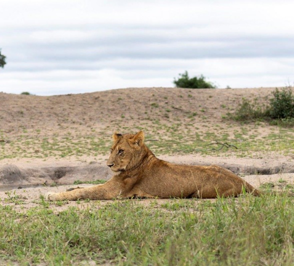 A member of the Southern Pride rests between hunts. 