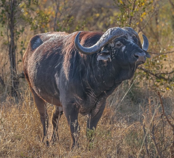 Sabi Sabi Ruan Mey Buffalo Sabi Sabi Ruan Mey Buffalo