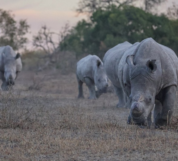 A crash of rhinos. A crash of rhinos.