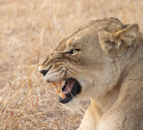 A lioness from the Gijima pride bears her teeth after battle in the Sabi Sands. A lioness from the Gijima pride bears her teeth after battle in the Sabi Sands.
