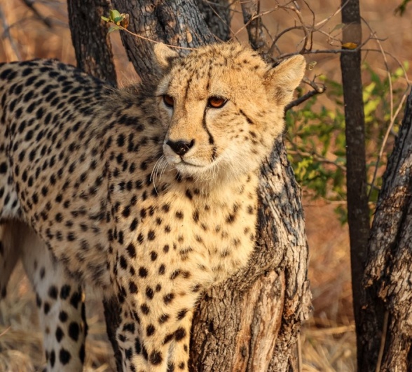 Sabi Sabi Jan Nel Cheetah Golden Light Sabi Sabi Jan Nel Cheetah Golden Light