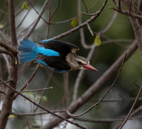 Sabi Sabi Benjamin Loon Kingfisher Sabi Sabi Benjamin Loon Kingfisher