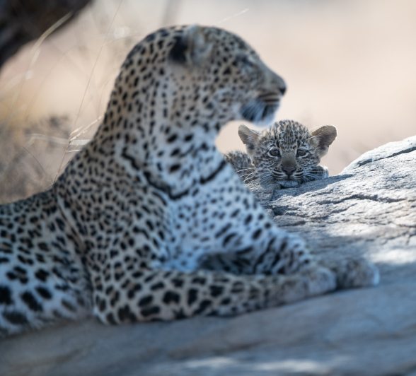 A leopard and her cub sit and relax on a rock surface