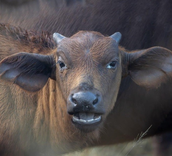 One morning, we were amazed by the amount of buffalo calves around. 