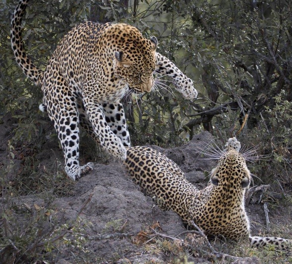 Mating leopards, N'weti and Tengile. Mating leopards, N'weti and Tengile.