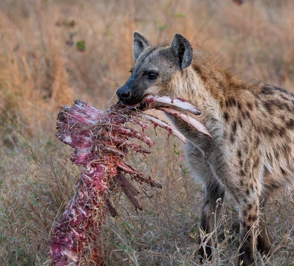 Hyena Leftovers Ronald Mutero Hyena Leftovers Ronald Mutero