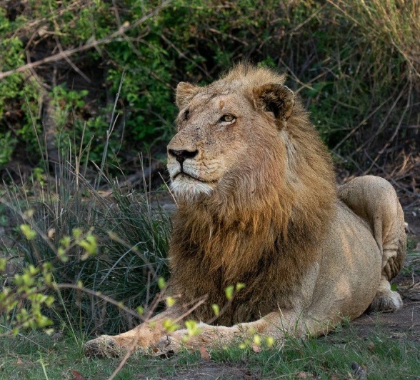 Nkahuma Male Lion Ronald Mutero Nkahuma Male Lion Ronald Mutero