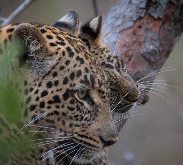 Leopard mom has an important role to play with her young