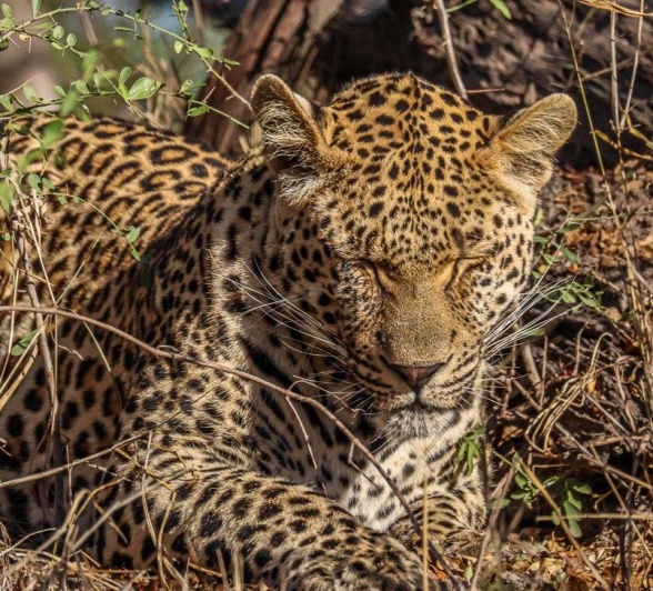 The Nottins male leopard sitting on the mound, clearly very focused