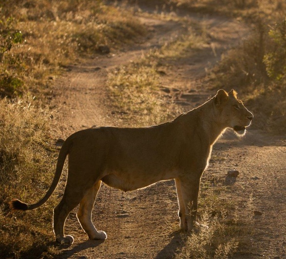 Southern Pride lionness basking in the low morning sun Southern Pride lionness basking in the low morning sun