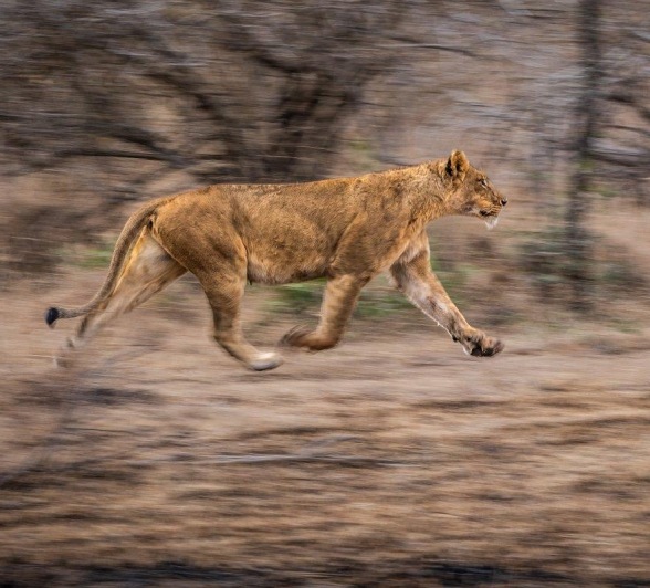 Hyenas chased away the Souther Pride lions Hyenas chased away the Souther Pride lions