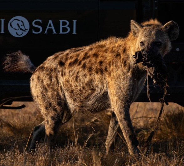 Hyenas scavenging near a safari vehicle in Sabi Sabi Reserve, showing their opportunistic feeding behaviour. Hyenas scavenging near a safari vehicle in Sabi Sabi Reserve, showing their opportunistic feeding behaviour.
