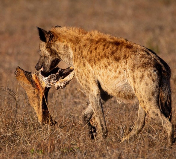 Hyenas scavenging the remains of an elephant, playing their essential role in the ecosystem. Hyenas scavenging the remains of an elephant, playing their essential role in the ecosystem.