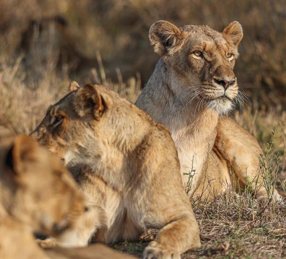 Southern Pride lions relaxing in the open, soaking in the sun.