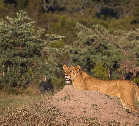 Sabi Sabi Jp Van Rooyen Southern Pride Member