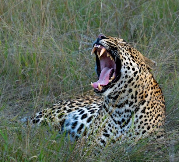 Sabi Sabi Franco Hay Khulwana Male Leopard