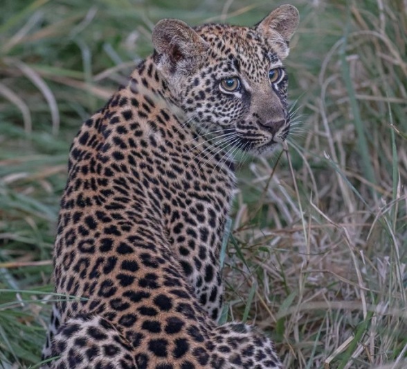 Sabi Sabi Ruan Mey Golonyi Cub Sabi Sabi Ruan Mey Golonyi Cub