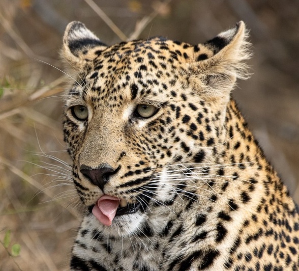 Sabi Sabi Ronald Mutero Khurhula Close Sabi Sabi Ronald Mutero Khurhula Close