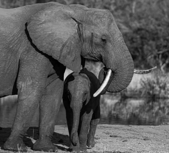 An elephant calf stays close to her mother. An elephant calf stays close to her mother.