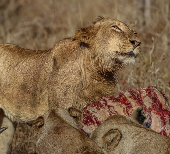 A young lion, mid feast on a buffalo kill
