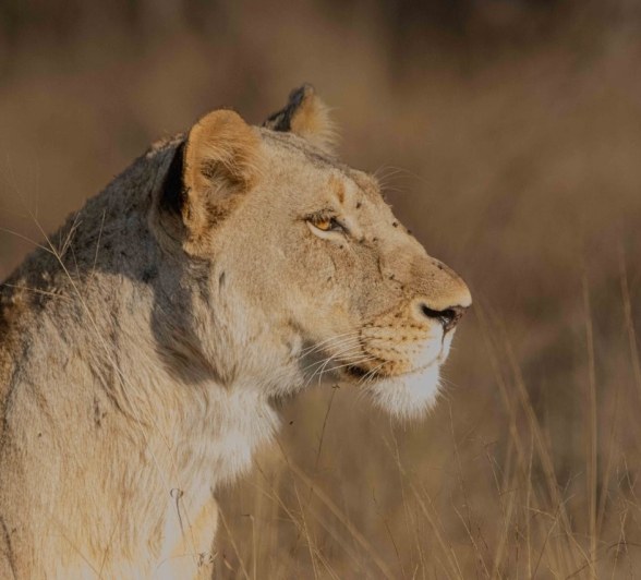 A prortrait shot of a lioness of the Msuthlu pride. A prortrait shot of a lioness of the Msuthlu pride.