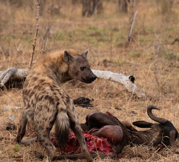 Sabi Sabi Viviane Ladner Hyena With Kill Sabi Sabi Viviane Ladner Hyena With Kill