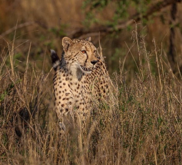 Sabi Sabi Ruan Mey Cheetah Golden Light Sabi Sabi Ruan Mey Cheetah Golden Light