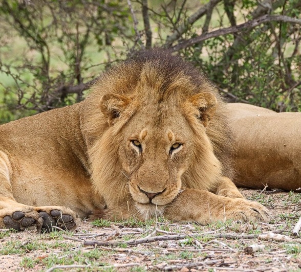 Sabi Sabi Jana Du Plessis Nwaswitshaka Lion