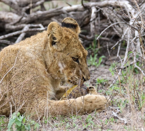 Sabi Sabi Jana Du Plessis Styx Pride Member