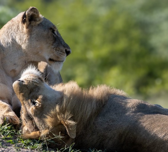 Lions lounge in the low light.