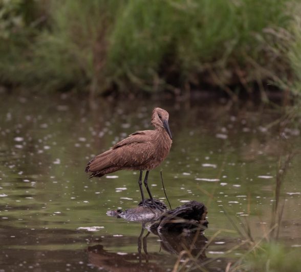 Sabi Sabi Viviane Ladner Hamerkop
