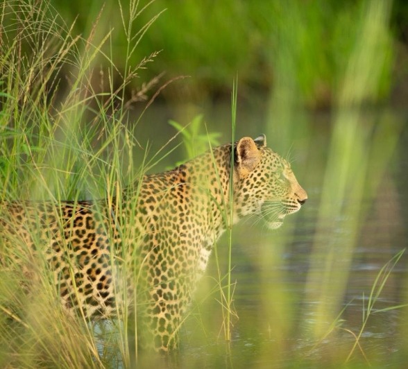 Sabi Sabi Josh Duffus Khurula Near Water