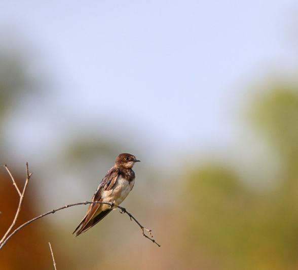 Sabi Sabi Jana Du Plessis Barn Swallow
