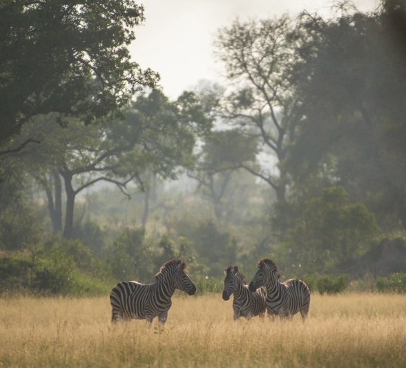 Three zebras spotted within a diverse natural environment