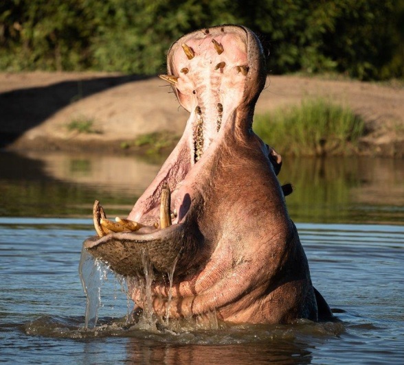 Trust your guide and have the patience to take you to see the hippos at the right time as they start getting active, where they will give you big yawns and snorts and even play around in the water. Trust your guide and have the patience to take you to see the hippos at the right time as they start getting active, where they will give you big yawns and snorts and even play around in the water.