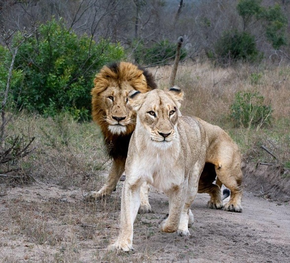 The pair will stay together and mate in regular intervals for three to four days. 