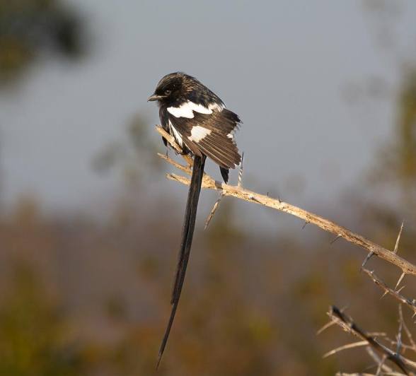 A Magpie Shrike contributes to the dawn chorus. A Magpie Shrike contributes to the dawn chorus.