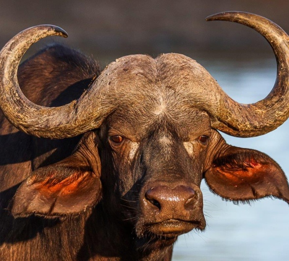 Buffaloes are water-dependent animals and must drink water daily.