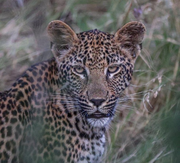 Ruan Mey Ntsumi Cubs Sabi Sabi Ruan Mey Ntsumi Cubs Sabi Sabi